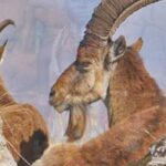 Best Guided 50+ Ethiopia Packages