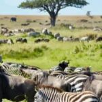 best kenya and Tanzania tour  in 2 weeks
