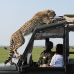 1 week exciting Mara safari