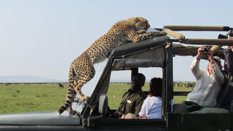 tigerjump on afro tour safari tourists-best Tanzania and Kenya tour