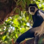 Addis Ababa Ethiopia food tour trendy live music in 1 hour