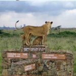 1 week exciting Mara safari