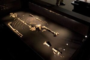 3 .5 million years old skull ribs leg fossils of Lucy lying on a black display in Ethiopia national museum