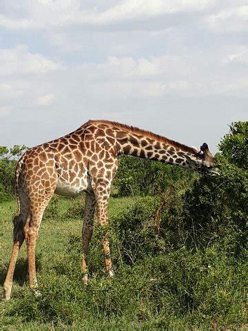 Nairobi -Massai Mara safari
