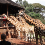 best kenya and Tanzania tour  in 2 weeks
